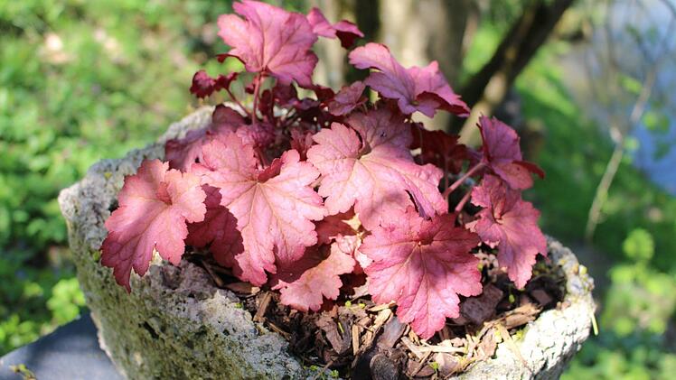 Die Rote Melde. Foto: Lisa Kieslinger