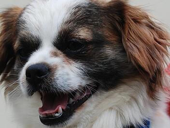 Energie pur. Das ist vierVira, der intelligente Wirbelwind