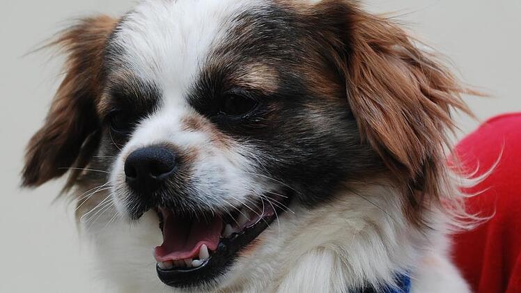 Energie pur. Das ist vierVira, der intelligente Wirbelwind