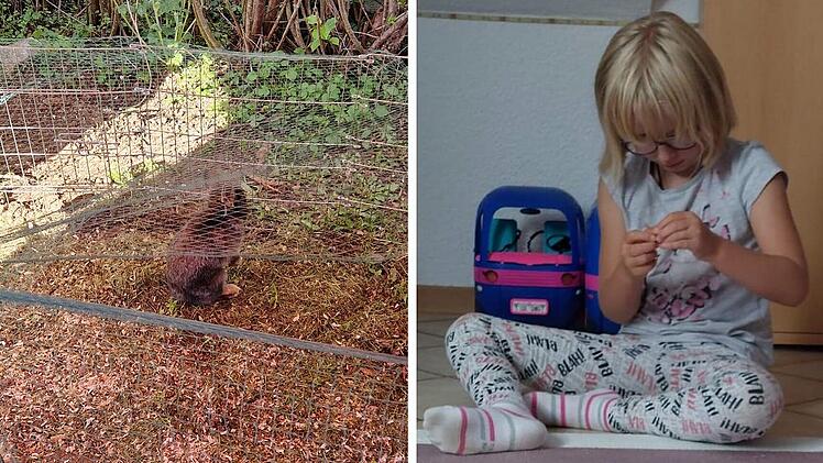 Albertshausen: Gestohlenes Haustier von 7-J&auml;hriger pl&ouml;tzlich wieder da - Mutter &auml;u&szlig;ert Verdacht