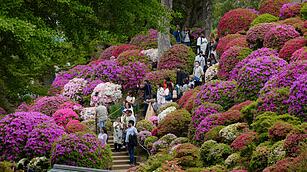 Fr&uuml;hling in Japan