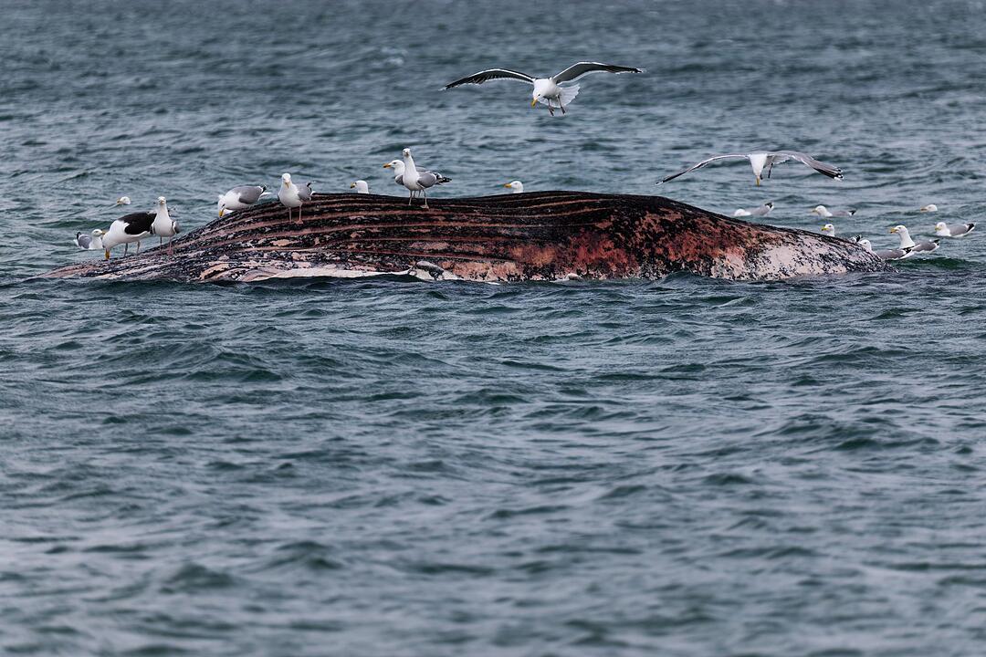 Toter Wal vor d&auml;nischer Insel Anholt entdeckt