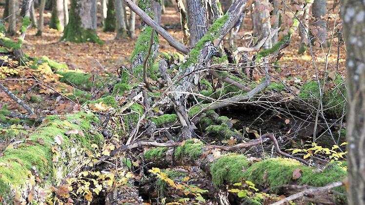 Totholz bleibt im Naturwaldreservat liegen. Es sieht dadurch manchmal etwas unaufgeräumt aus. Foto: Heike Beudert