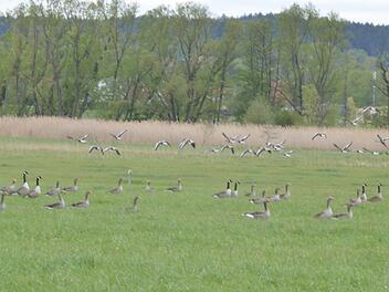 Es herrscht reges Kommen und Gehen von Gänsen auf der Wiese von Günther Heß bei Glend. Zwischen Kommen und Gehen wird aber gefressen, verdaut und einiges hinterlassen, was das Gras als Futter für die Kühe unbrauchbar macht. Fotos: Rainer Lutz