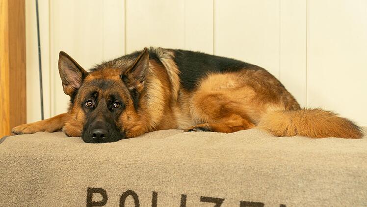 "Kommissar Rex" ermittelt nach 20 Jahren wieder in Wien.