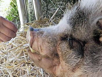 Jolanda ist deutlich zutraulicher geworden. Sie frisst Birgit Dashi buchstäblich aus der Hand.  Foto: Josef Hofbauer
