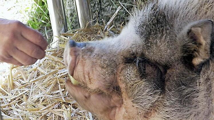Jolanda ist deutlich zutraulicher geworden. Sie frisst Birgit Dashi buchstäblich aus der Hand.  Foto: Josef Hofbauer