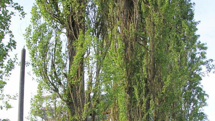 An der Zufahrt zur Seniorenresidenz in Gleusdorf werden zwei neue Straßenlampen aufgestellt. Die links stehende muss ausgetauscht werden. Vorne rechts, Norbert Lohneiß, der Ortsprecher von Gleusdorf. Foto: Helmut Will