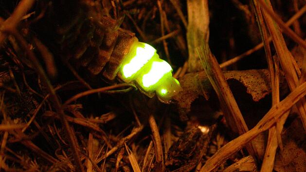 KINA - Zu Besuch bei den Wesen der Nacht