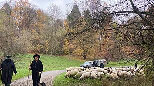Hunderte Schafe ziehen durch Nürnberg - Naturspektakel in Bildern