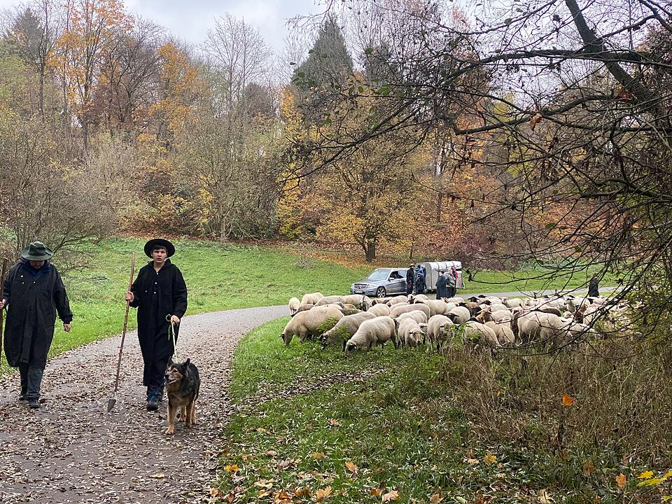 Hunderte Schafe ziehen durch Nürnberg - Naturspektakel in Bildern
