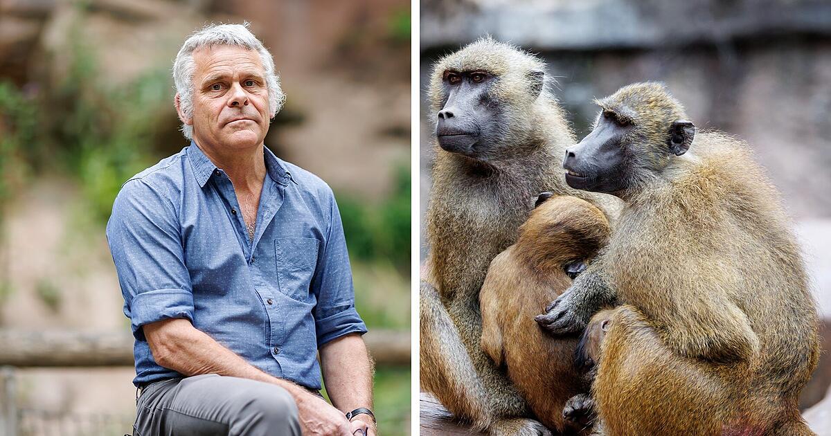 Nuremberg Zoo: Will other animals be killed after the baboons?