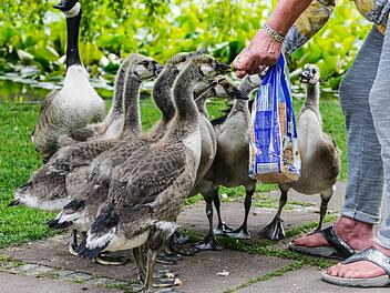 Die jungen Kanadagänse sind inzwischen so zutraulich, dass sie Spaziergängern aus der Hand fressen. Hier hat ihnen eine Frau eine ganze Packung Toastbrot . Foto: Matthias Hoch