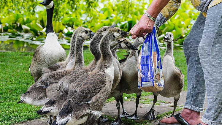 Die jungen Kanadagänse sind inzwischen so zutraulich, dass sie Spaziergängern aus der Hand fressen. Hier hat ihnen eine Frau eine ganze Packung Toastbrot . Foto: Matthias Hoch