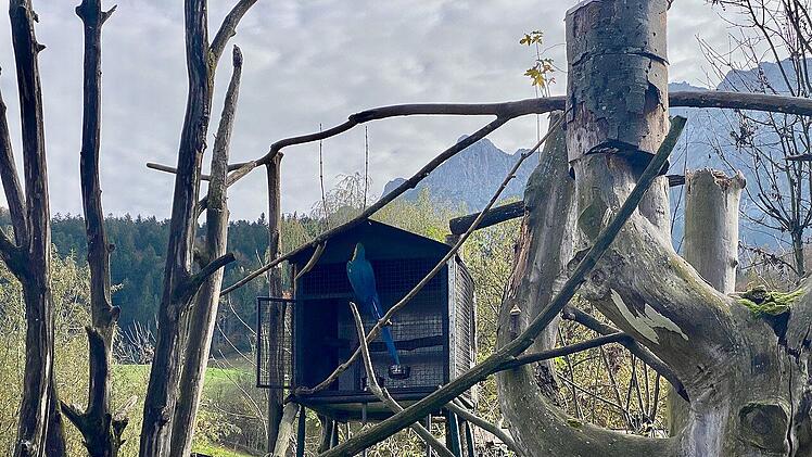 Der Ara im Raritätenzoo Ebbs.