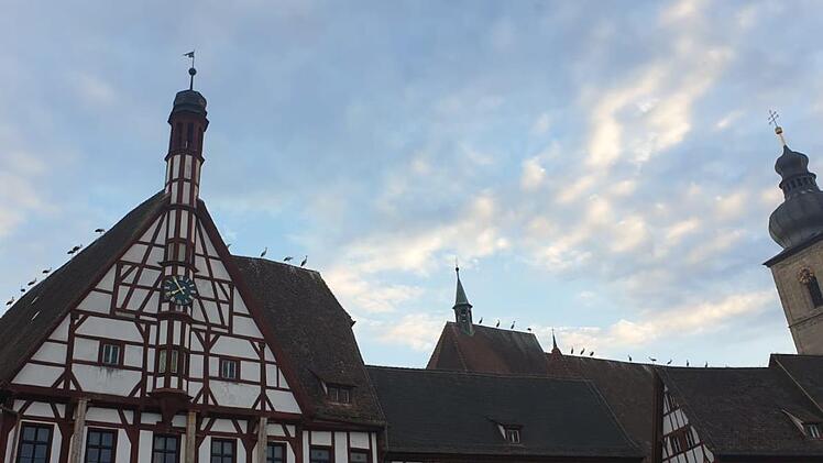 In Reih und Glied sitzen die Störche auf dem historischen Rathaus und der Martinskirche. Foto: Luisa Dörr