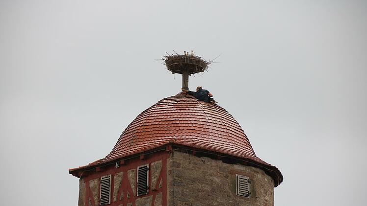 Trotz des Regens beobachteten gestern Passanten Elisabeth Assmann beim Füttern der Störche. Foto: Ralf Ruppert