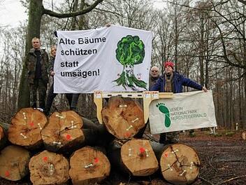Das Schicksal vieler gefällter Starkbuchen im Steigerwald bei Fabrikschleichach treibt den Nationalparkverein auf die Barrikaden.  Foto: p.