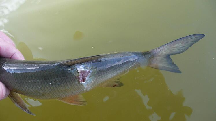 Aufgehackt durch einen der geschickten gefiederten Jäger: Flanke eines Fisches.  Foto: Josef Kröner