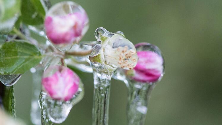 Kommt das Jahr 2018 ohne Eisheilige aus? Patrick Seeger, dpa