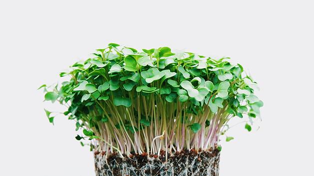 Microgreens sind reich an Nährstoffen und Vitaminen und wachsen in nur wenigen Tagen.