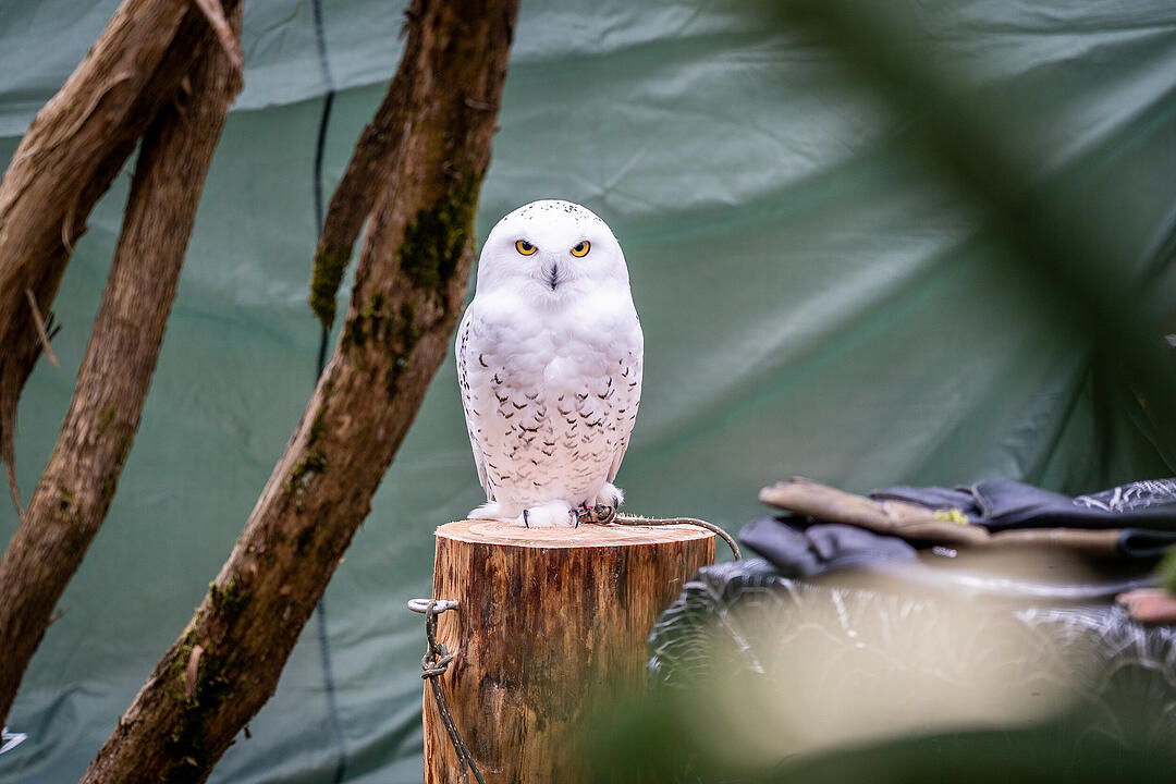 Winterszeit - Magische und zauberhafte Atmosphäre! Winterszeit - Magische und zauberhafte Atmosphäre!