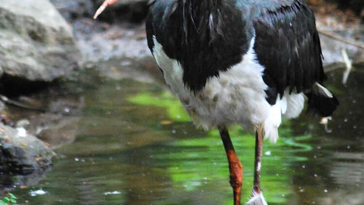 Wegen des Schwarzstorchs und anderer geschützter Vögel ist bei Rugendorf eine Nachkartiertung notwendig gewesen. Foto: privat