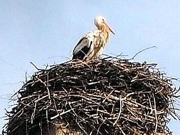 Der Storch Ebermar schaut auf Ebermannstadt.  Foto: Vogler