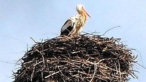 Der Storch Ebermar schaut auf Ebermannstadt.  Foto: Vogler