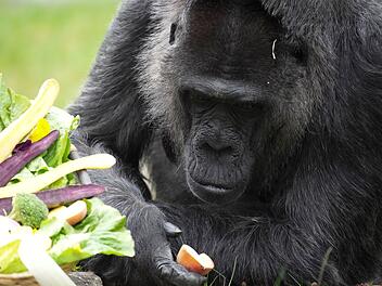 69. Geburtstag der Gorilla-Dame Fatou im Berliner Zoo