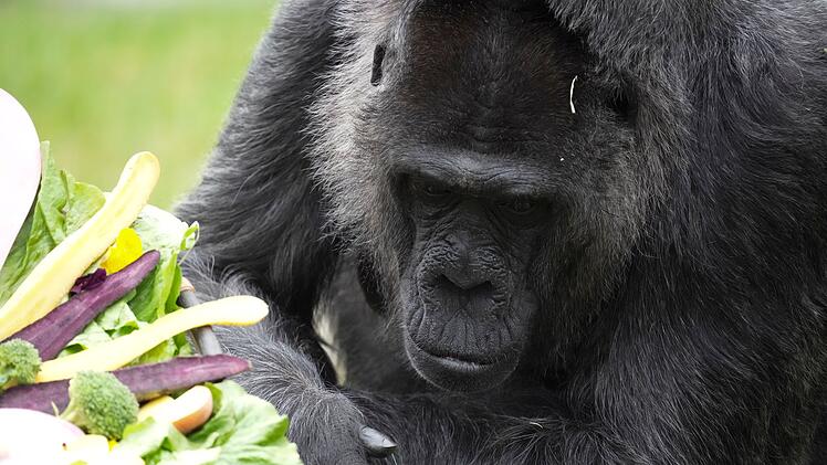 69. Geburtstag der Gorilla-Dame Fatou im Berliner Zoo