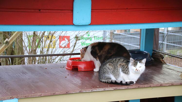 Die Katzen fühlen sich wohl in der Wannigsmühle. Foto: Thomas Malz