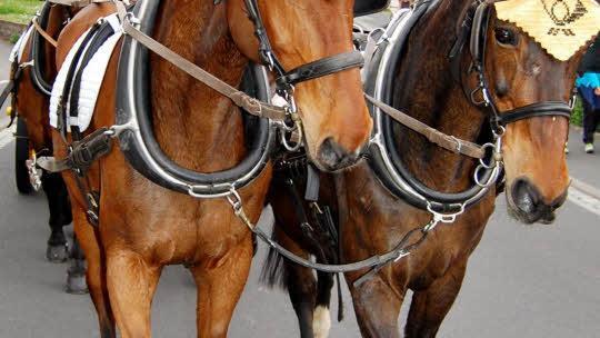 Ankunft der Postkutsche in Bad Bocklet  Foto: Sigismund von Dobschütz