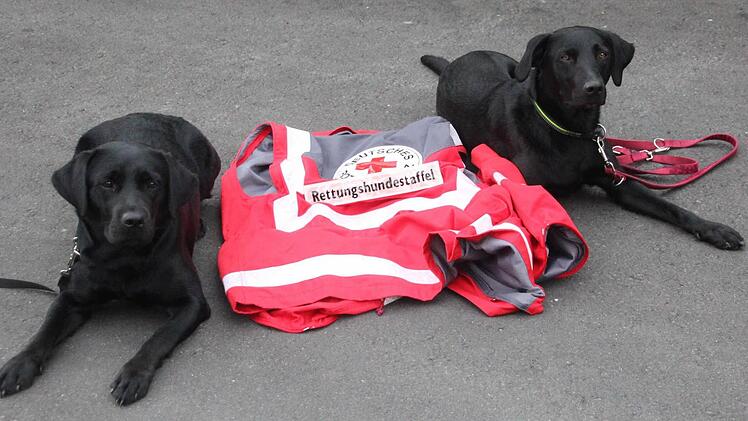 Die Vierbeiner sind die Helden der Rettungshundestaffel. Foto: Tina Meier