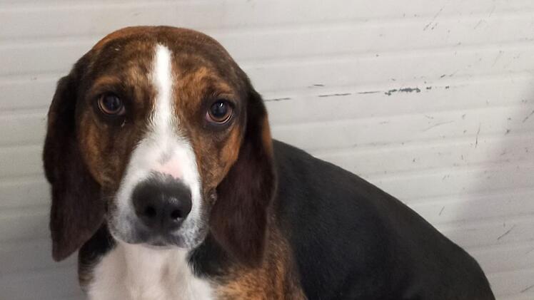 Tierheim Bamberg: Hündin Mina hat eine lange Reise hinter sich - und einen besonderen Charakter