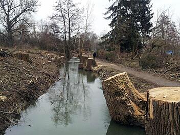 Nach der Pappelfällung bietet sich den Volkacher Spaziergängern kein schöner Anblick.  Foto: fp