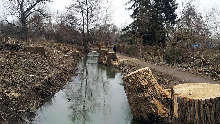 Nach der Pappelfällung bietet sich den Volkacher Spaziergängern kein schöner Anblick.  Foto: fp
