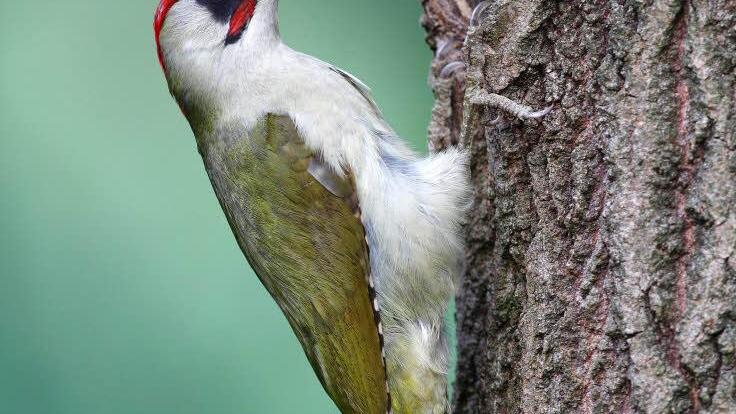 Der Vogel des Jahres 2014: ein GrünspechtFoto: epd