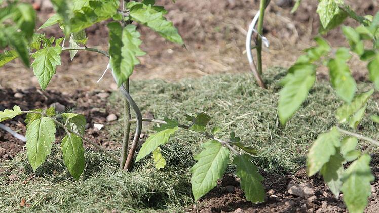 Tomaten mit Mulchschicht aus GrasJupp Schröder