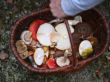 "Keine Experimente": Pilz-Influencer gibt Tipps für die erfolgreiche Suche im Wald