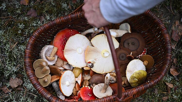 Mit einem Pilz-Influencer in den Pilzen