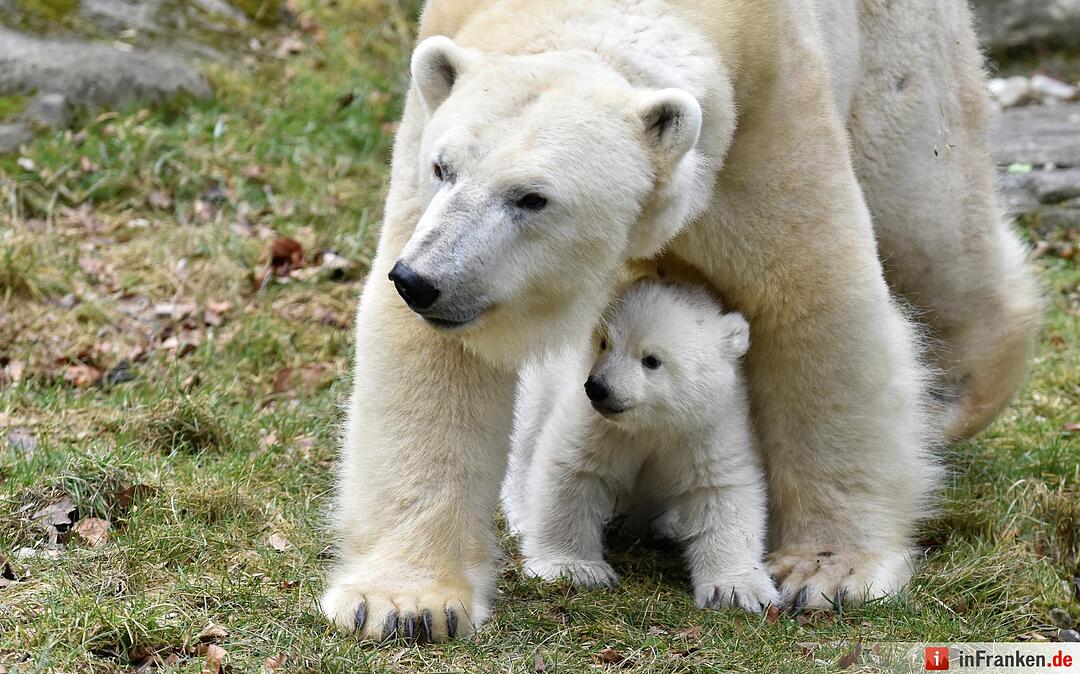 Eisbaerenbaby 2017 Tierpark Hellabrunn