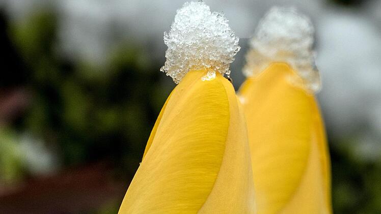 Schnee an Ostern in Bad Kissingen Foto: Hans Peter Reuß