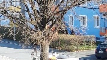 Noch steht der Baum - aber die Säge ist schon angesetzt.Foto: privat