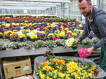 Weil David Schrüfer viele seine Blumen heuer nicht verkaufen kann, muss der Gößweinsteiner Gärtner einen Großteil entsorgen - ein immenser wirtschaftlicher Verlust. Foto: Barbara Herbst
