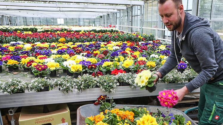 Weil David Schrüfer viele seine Blumen heuer nicht verkaufen kann, muss der Gößweinsteiner Gärtner einen Großteil entsorgen - ein immenser wirtschaftlicher Verlust. Foto: Barbara Herbst