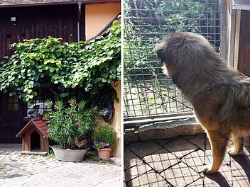 Tierheim Oberndorf muss Areal nach 30 Jahren verlassen - "Harter Schlag für uns"