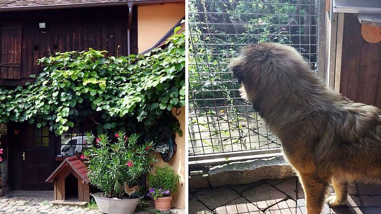 Tierheim Oberndorf muss Areal nach 30 Jahren verlassen - "Harter Schlag für uns"