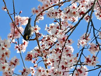 Der Fr&uuml;hling kommt in Bayern endlich in Fahrt: Nach dem langen Winter verziehen sich Schnee und K&auml;lte in die Berge. Es wird bis zu 22 Grad warm. Symbolfoto: Zhang Rufeng/XinHua/dpa