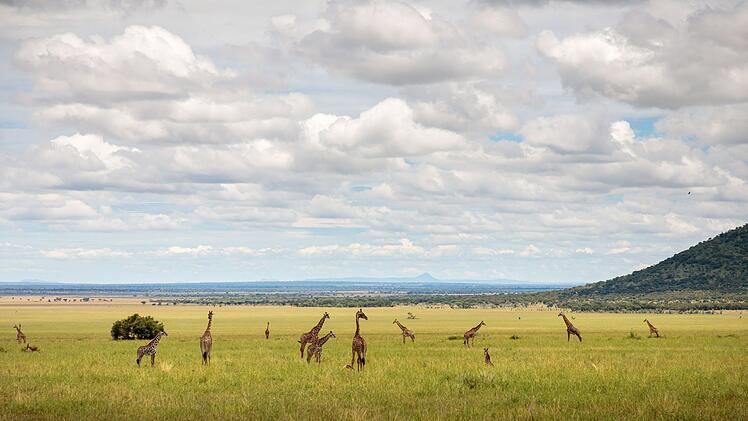 Der Serengeti-Nationalpark w&auml;hrend der Regenzeit. Da sich die Zahl der Weidetiere inzwischen verzehnfacht hat, wird eine &Uuml;berweidung und damit die Vernichtung der Savanne bef&uuml;rchtet.